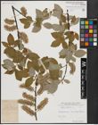 Foto von Salix caprea L.